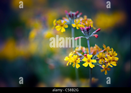 Image en gros plan de la belle fleurs jaunes de candélabres - primula Primula chungensis, image prise contre un arrière-plan. Banque D'Images