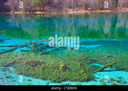 Jiuzhaigou, cinq fleurs, lac, Chine, Asie, parc, printemps, lac, couleur azur, algues, bois, réflexion, bois, forêt, Banque D'Images