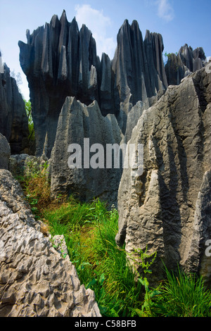 Forêt de pierre de Shilin, Chine, Asie, en pierre, bois, formes falaise falaise d'aiguilles, de l'érosion, des formations karstiques, Banque D'Images