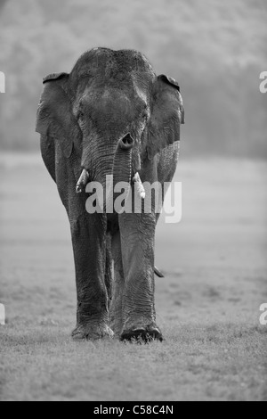 Une approche d'Éléphants Tusker sauvages vers une caméra à Jim Corbett, Inde. [Elephas maximus] Banque D'Images