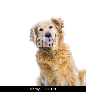 Une bonne vieille femme golden retriever smiling for the camera, isolé sur un fond blanc Banque D'Images