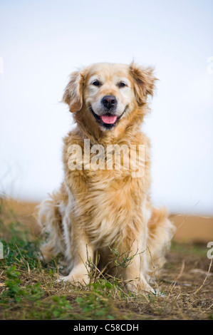 Portrait en extérieur d'un chien obéissant ; une vieille femme golden retriever. Banque D'Images