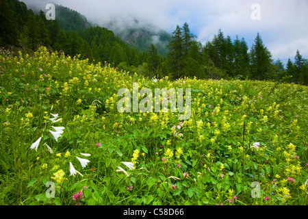 La Forclaz, Suisse, Europe, canton du Valais, la réserve naturelle du Val d'Hérens, pré, pré des fleurs, fleurs, lys entonnoir blanc Banque D'Images