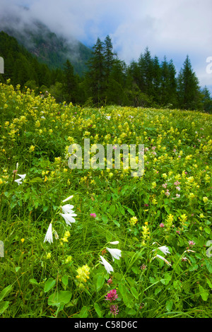 La Forclaz, Suisse, Europe, canton du Valais, la réserve naturelle du Val d'Hérens, pré, pré des fleurs, fleurs, lys entonnoir blanc Banque D'Images