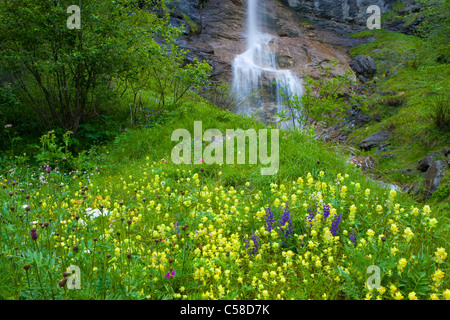 La tour, la Suisse, l'Europe, le canton du Valais, la réserve naturelle du Val d'Hérens, pré, pré des fleurs, fleurs, meadow sage, cliquetis Banque D'Images