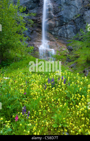 La tour, la Suisse, l'Europe, le canton du Valais, la réserve naturelle du Val d'Hérens, pré, pré des fleurs, fleurs, meadow sage, cliquetis Banque D'Images