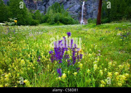 La tour, la Suisse, l'Europe, le canton du Valais, la réserve naturelle du Val d'Hérens, pré, pré des fleurs, fleurs, meadow sage, cliquetis Banque D'Images