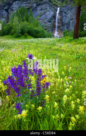 La tour, la Suisse, l'Europe, le canton du Valais, la réserve naturelle du Val d'Hérens, pré, pré des fleurs, fleurs, meadow sage, cliquetis Banque D'Images