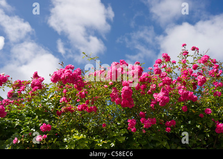 Masse de fleurs roses Pink Rambler en Juin Banque D'Images