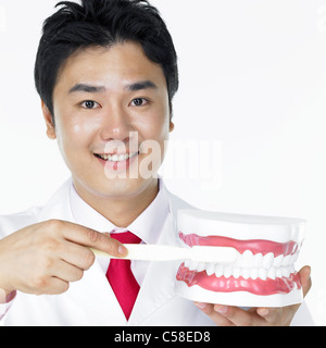 Portrait of male dentist en utilisant une brosse à dents sur les prothèses dentaires Banque D'Images