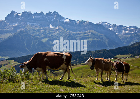 Dents du Midi, Morgins, Portes du Soleil, Suisse, Valais, Alpes, l'altitude, vache, montagne, alpage, Banque D'Images