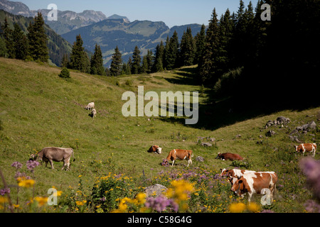 Dents du Midi, Morgins, Portes du Soleil, Suisse, Valais, Alpes, l'altitude, vache, montagne, alpage, Banque D'Images