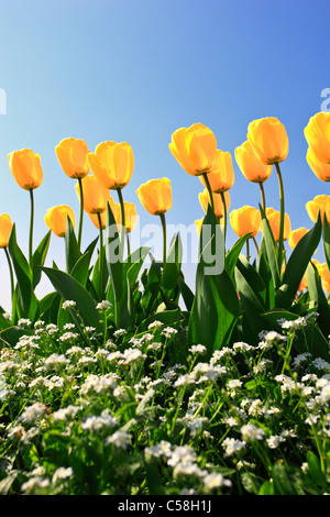 Fleur, fleurs, fleurir, s'épanouir, fleur, fleur, splendeur de la magie, de l'Allemagne, champ, fraîcheur, printemps, jardin, fleur de jardin, ga Banque D'Images