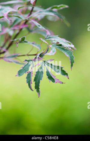 Acer palmatum Marlo . Les feuilles des arbres d'érable japonais Banque D'Images