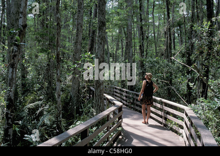 Corkscrew Swamp, sanctuaire, Floride, USA, United States, Amérique, arbres, maisons, pont, femme Banque D'Images