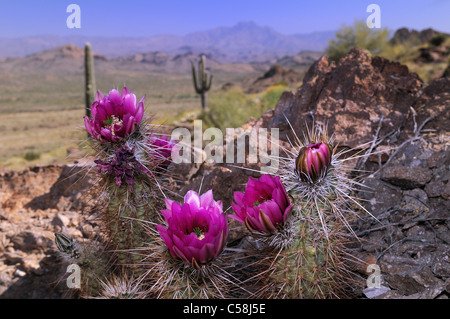 Cactus, fleurs, Lost Dutchman, State Park, Apache Junction, États-Unis d'Amérique, États-Unis, Amérique latine, plant Banque D'Images