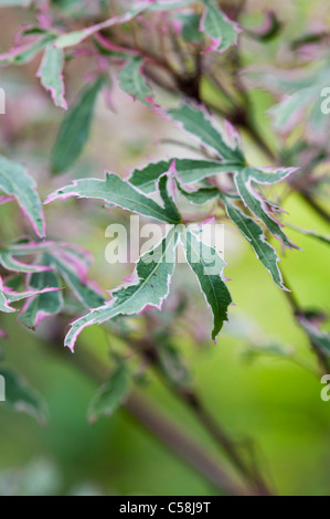 Acer palmatum Marlo . Les feuilles des arbres d'érable japonais Banque D'Images