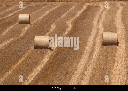 Bottes de foin dans un champ Banque D'Images