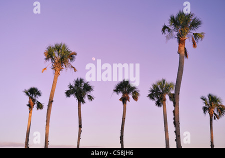 Palmiers, parc de Bayport, Pine Island, près de Spring Hill, Florida, USA, United States, Amérique, dusk Banque D'Images