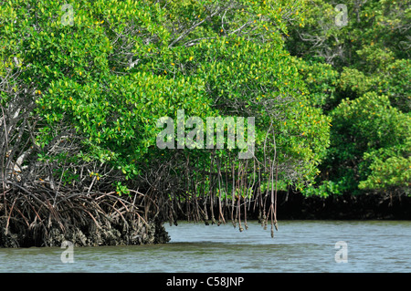 Les mangroves, les Everglades National Park, près de l'Everglades City, Floride, USA, United States, Amérique du Nord, la nature Banque D'Images