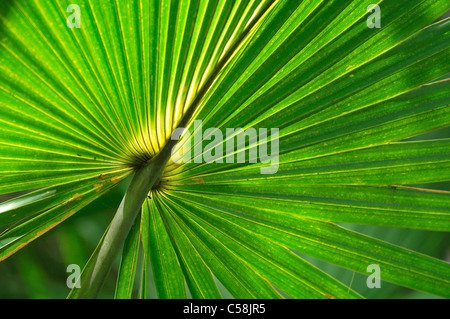 Palm, feuille, Ah-Tah-Thi-Ki- Museum, Big Cypress Seminole Indian Reservation, Florida, USA, United States, Amérique, vert Banque D'Images