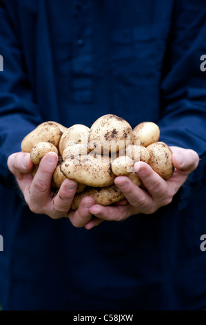 Les mains des jardiniers holding freshly dug 'Sharpes Express' Pommes Banque D'Images