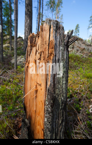 Souche de pin pichy dans la forêt , bonne matière pour faire feu , Finlande Banque D'Images