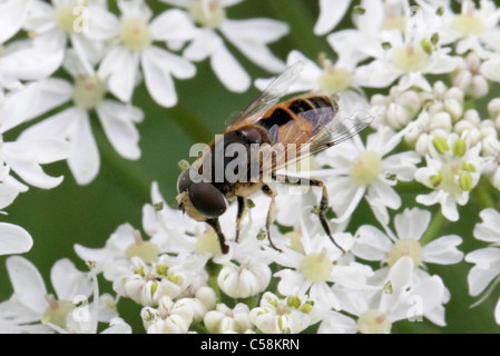 Eristalis arbustorum mâle Hoverfly, Diptera Syrphidae,,. Longdeans NR, Hertfordshire. Banque D'Images