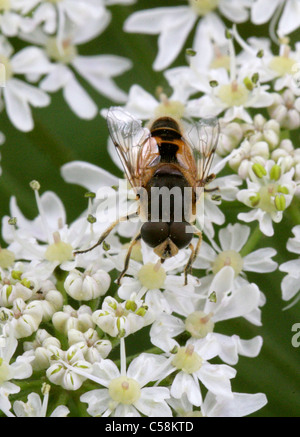 Eristalis arbustorum mâle Hoverfly, Diptera Syrphidae,,. Longdeans NR, Hertfordshire. Banque D'Images