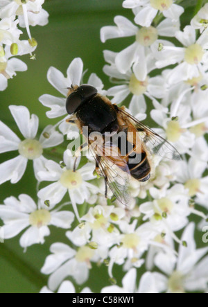 Eristalis arbustorum mâle Hoverfly, Diptera Syrphidae,,. Longdeans NR, Hertfordshire. Banque D'Images