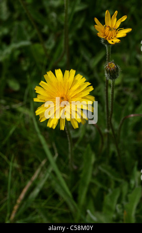 Commun Hawkbit Hawkbit, hérissés, rugueux, Hawkbit Leontodon hispidus, de la famille des Astéracées. Banque D'Images