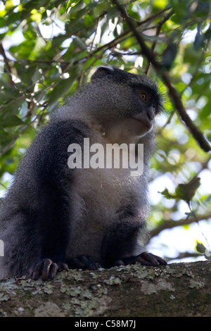 Sykes (bleu) monkey Banque D'Images