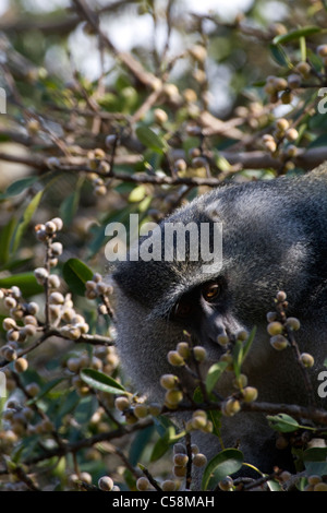 Sykes (bleu) monkey en fig tree Banque D'Images