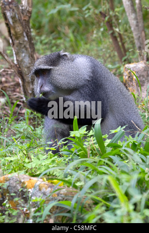 Sykes (bleu) monkey Banque D'Images