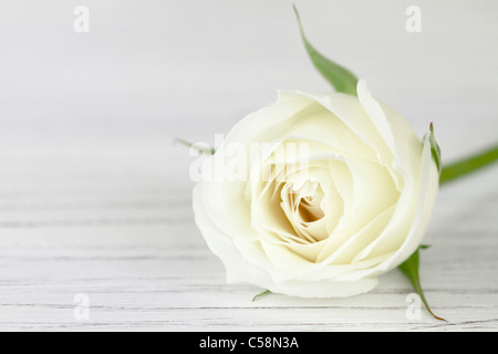 Rose blanche Banque D'Images