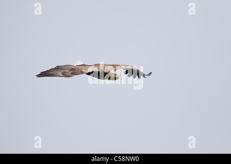 L'aigle de mer ; Haliaeetus leucocephalus ; en vol ; Mull Banque D'Images