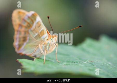 Papillon argent lavé Fritillary Argynnis paphia ; homme ; Banque D'Images