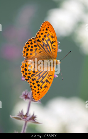 Papillon argent lavé Fritillary Argynnis paphia ; homme ; Banque D'Images