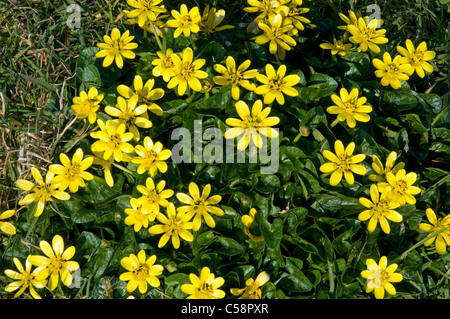 Lesser celandine Ranunculus ficaria Trebarwith près de Cornwall sur la côte de l'Atlantique Banque D'Images