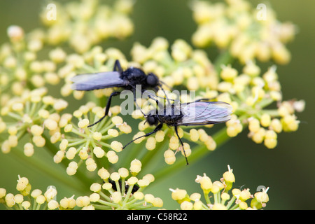 St Marks Fly ; Bibio marci ; sur fleur ; avril ; Cornwall Banque D'Images