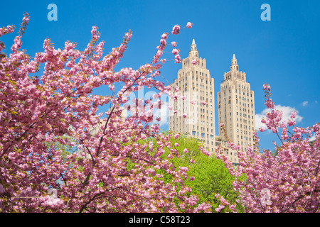 Les fleurs de cerisier dans Central Park, New York Banque D'Images