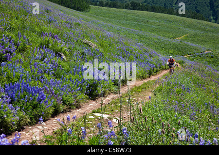 Vélo de montagne équitation entre lupin bleu fleurs sauvages sur la brosse Creek Road près de Crested Butte, Colorado, USA Banque D'Images