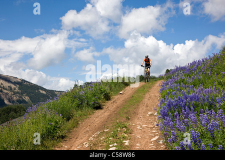 Vélo de montagne équitation entre lupin bleu fleurs sauvages sur la brosse Creek Road près de Crested Butte, Colorado, USA Banque D'Images