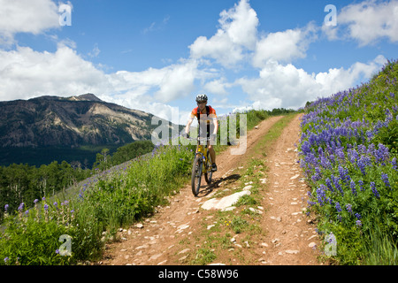 Vélo de montagne équitation entre lupin bleu fleurs sauvages sur la brosse Creek Road près de Crested Butte, Colorado, USA. Banque D'Images