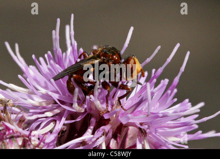 Voler à tête épaisse, Sicus ferrugineus, Conopidae, Diptères. Syn. Le CONOPS cessans, Conops, Sicus ferrugineus cessans. Sur un chardon. Banque D'Images