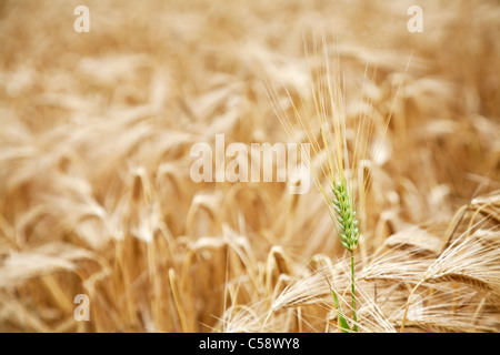 Blé vert manette en jaune le champ de blé. Banque D'Images