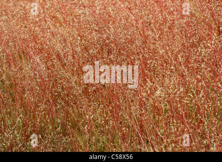 Les cheveux ondulés, Deschampsia flexuosa de graminées, Poacées. Un beau rouge provient de l'herbe, Rammamere Heath, Bedfordshire, Royaume-Uni (juillet). Banque D'Images