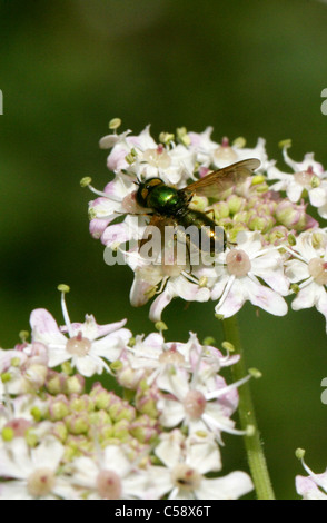 Mouche Soldat vert, Chloromyia formosa Stratiomyidae, Diptères,. Aka Centurion Centurion large ou Large mouche soldat. Des hommes. Banque D'Images