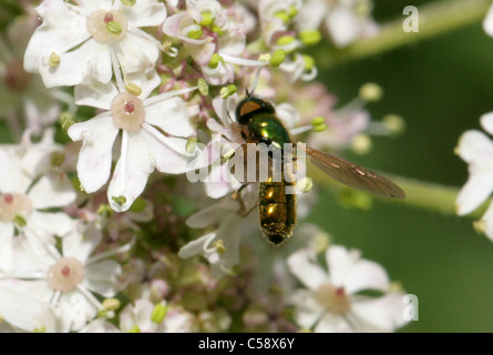 Mouche Soldat vert, Chloromyia formosa Stratiomyidae, Diptères,. Aka Centurion Centurion large ou Large mouche soldat. Des hommes. Banque D'Images