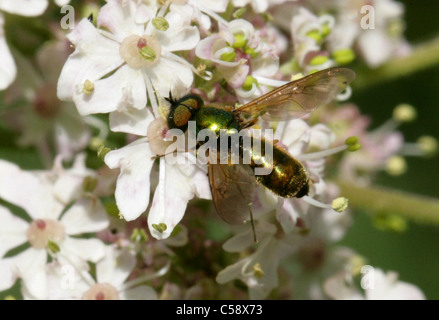 Mouche Soldat vert, Chloromyia formosa Stratiomyidae, Diptères,. Aka Centurion Centurion large ou Large mouche soldat. Des hommes. Banque D'Images